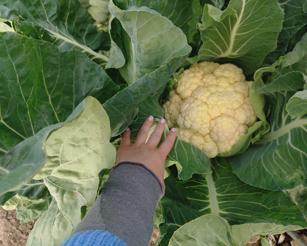 Coliflor de nuestro huerto