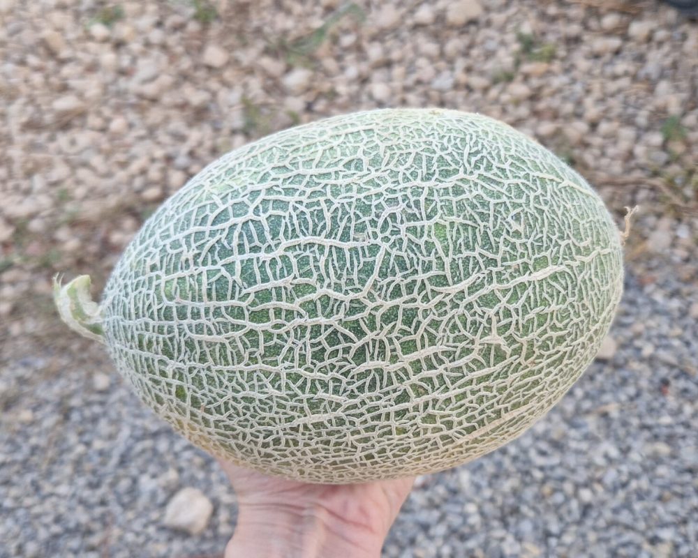 Melón variedad erizo
