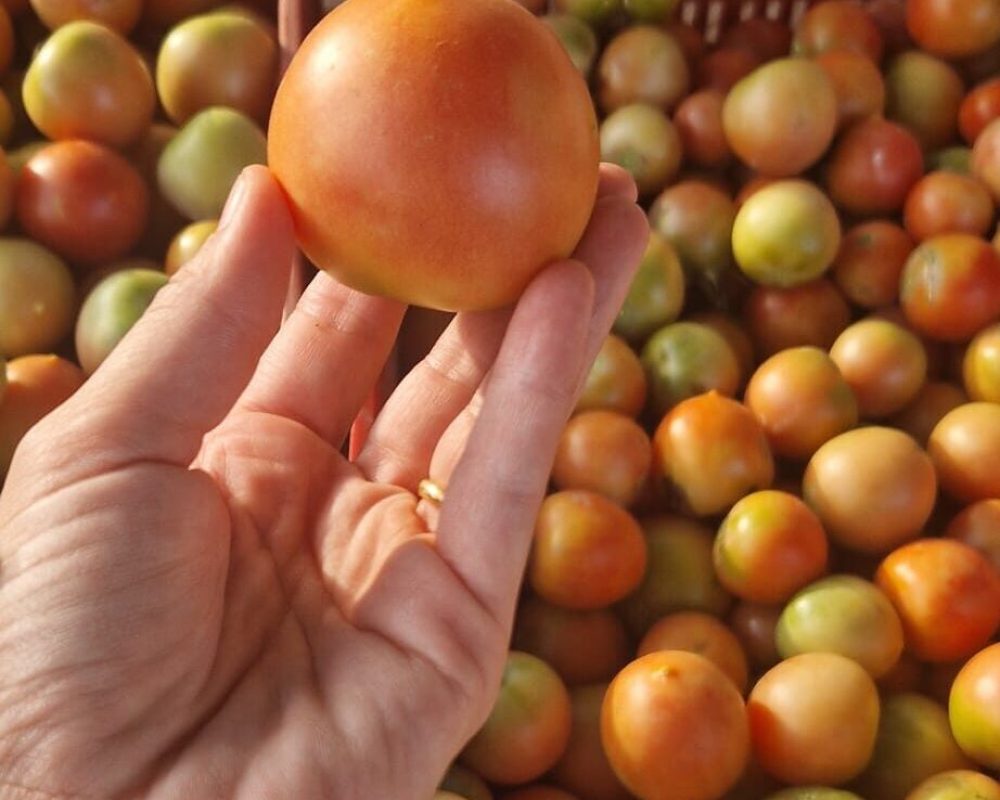 Tomate de ramellet